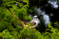 Scissor-tailed Flycatcher