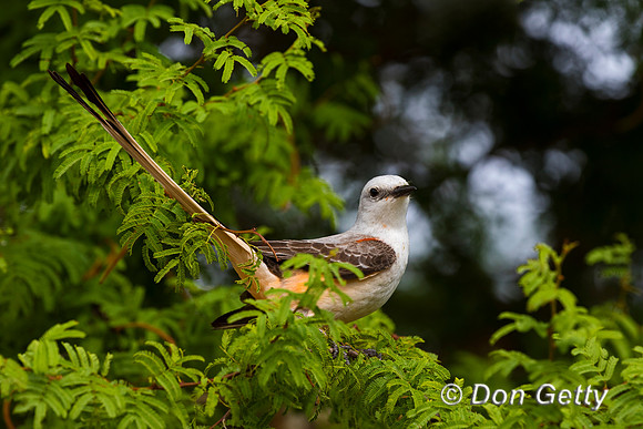 Scissor-tailed Flycatcher