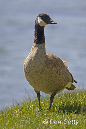 Canada Goose
