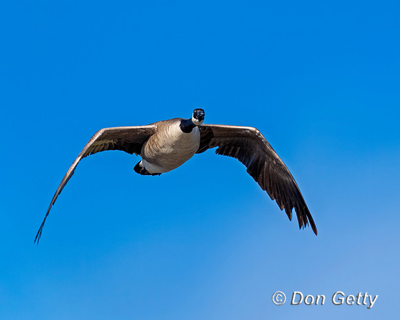 Canada Goose