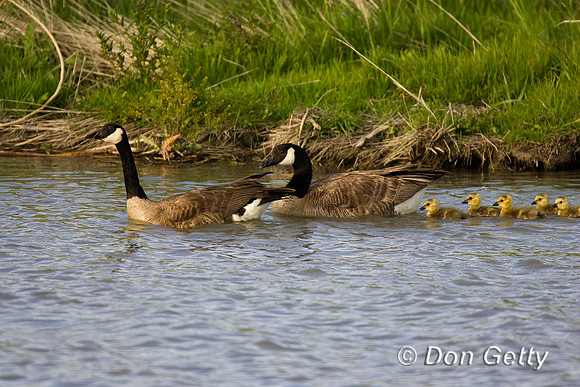 Canada Goose