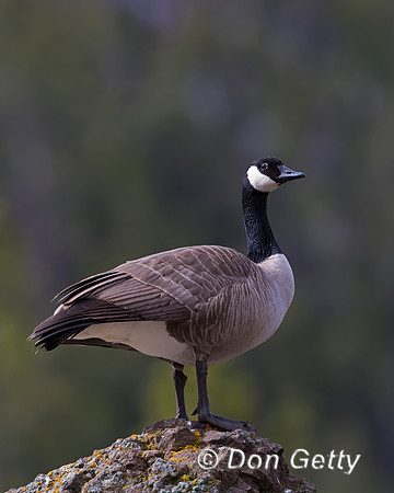 Canada Goose