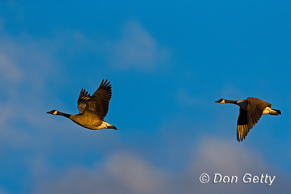 Canada Goose