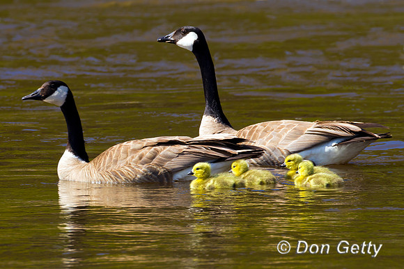 Canada Goose