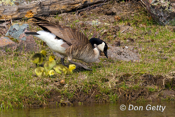 Canada Goose