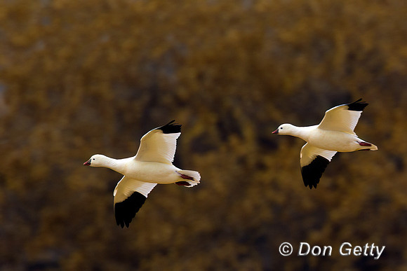Goose_Ros_R8D0021