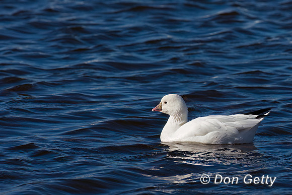 Ross's Goose