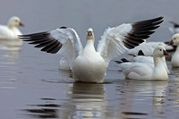 Snow Goose