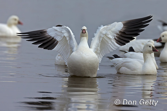 Snow Goose