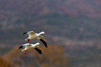 Snow Goose