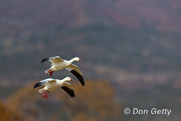 Snow Goose