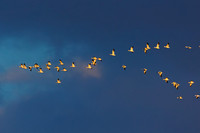 Snow Goose
