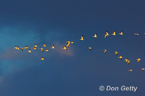 Snow Goose