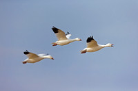 Snow Goose