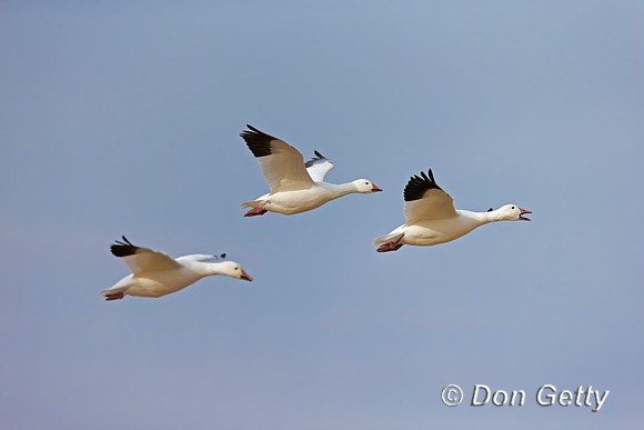 Snow Goose