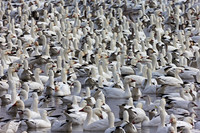 Snow Goose