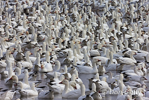 Snow Goose