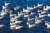 Snow Goose