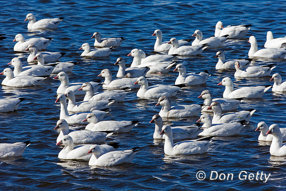 Snow Goose