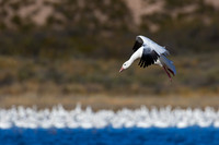 Snow Goose