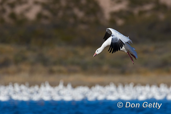Snow Goose