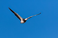 Snow Goose