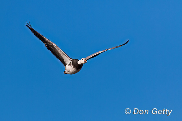 Snow Goose