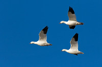 Snow Goose