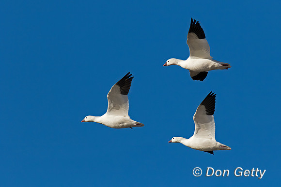 Snow Goose