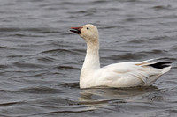 Snow Goose