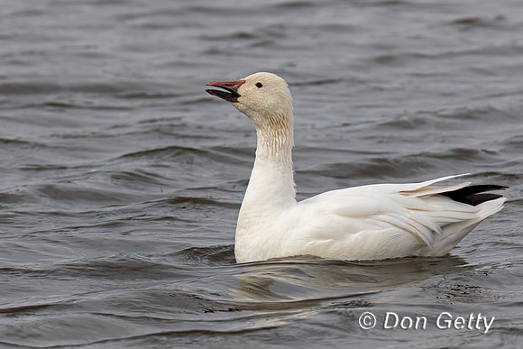 Snow Goose