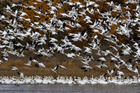 Snow Goose