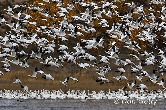 Snow Goose