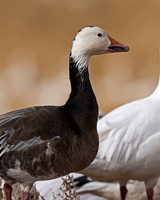 Snow Goose