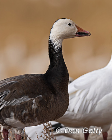 Snow Goose