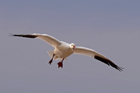 Snow Goose