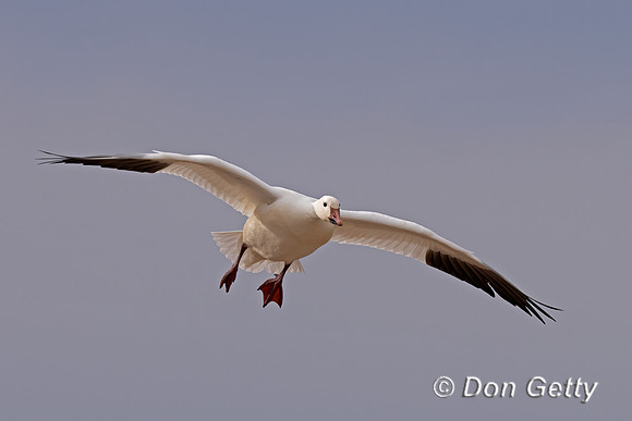 Snow Goose