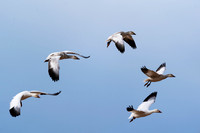 Snow Goose