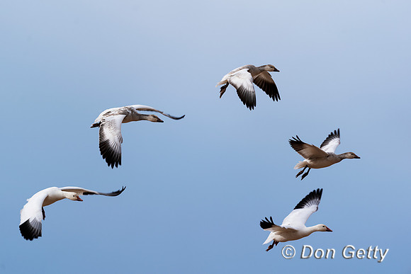 Snow Goose
