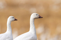 Snow Goose