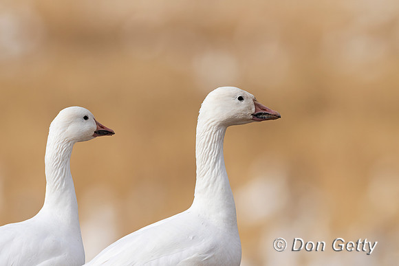 Snow Goose