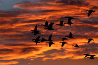 New Mexico, Bosque del Apache National Wildlife Refuge