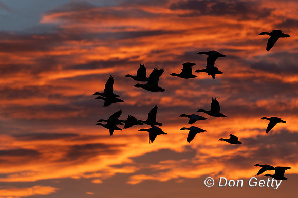 Snow Goose