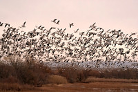 Snow Goose
