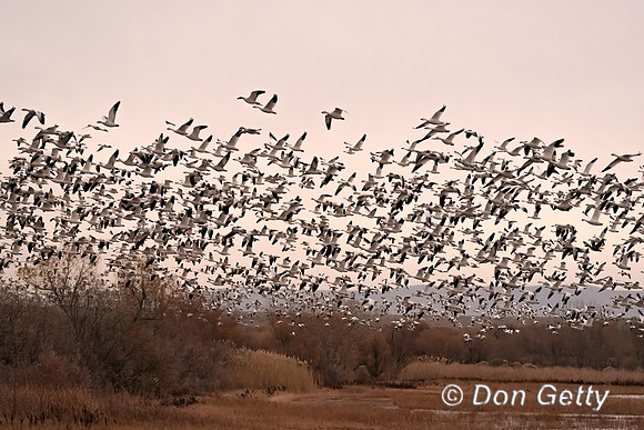 Snow Goose