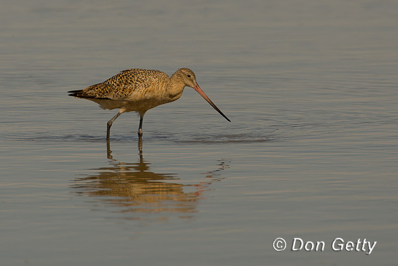 Marbled Godwit