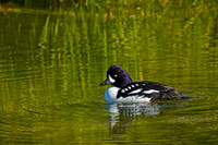 Barrow's Goldeneye