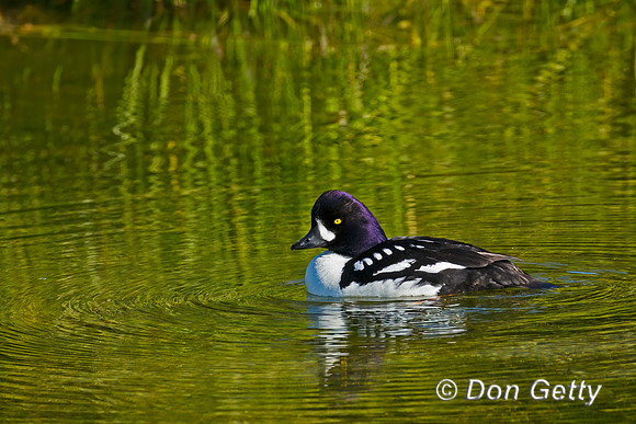 Barrow's Goldeneye