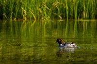 Barrow's Goldeneye