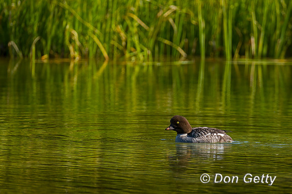 Barrow's Goldeneye